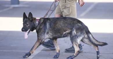 Perros con botines protegen seguridad en Mundial de Clubes 2025
