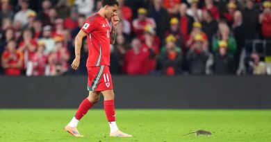 Una rata retrasa brevemente el partido clasificatorio al Mundial entre Gales y Bélgica